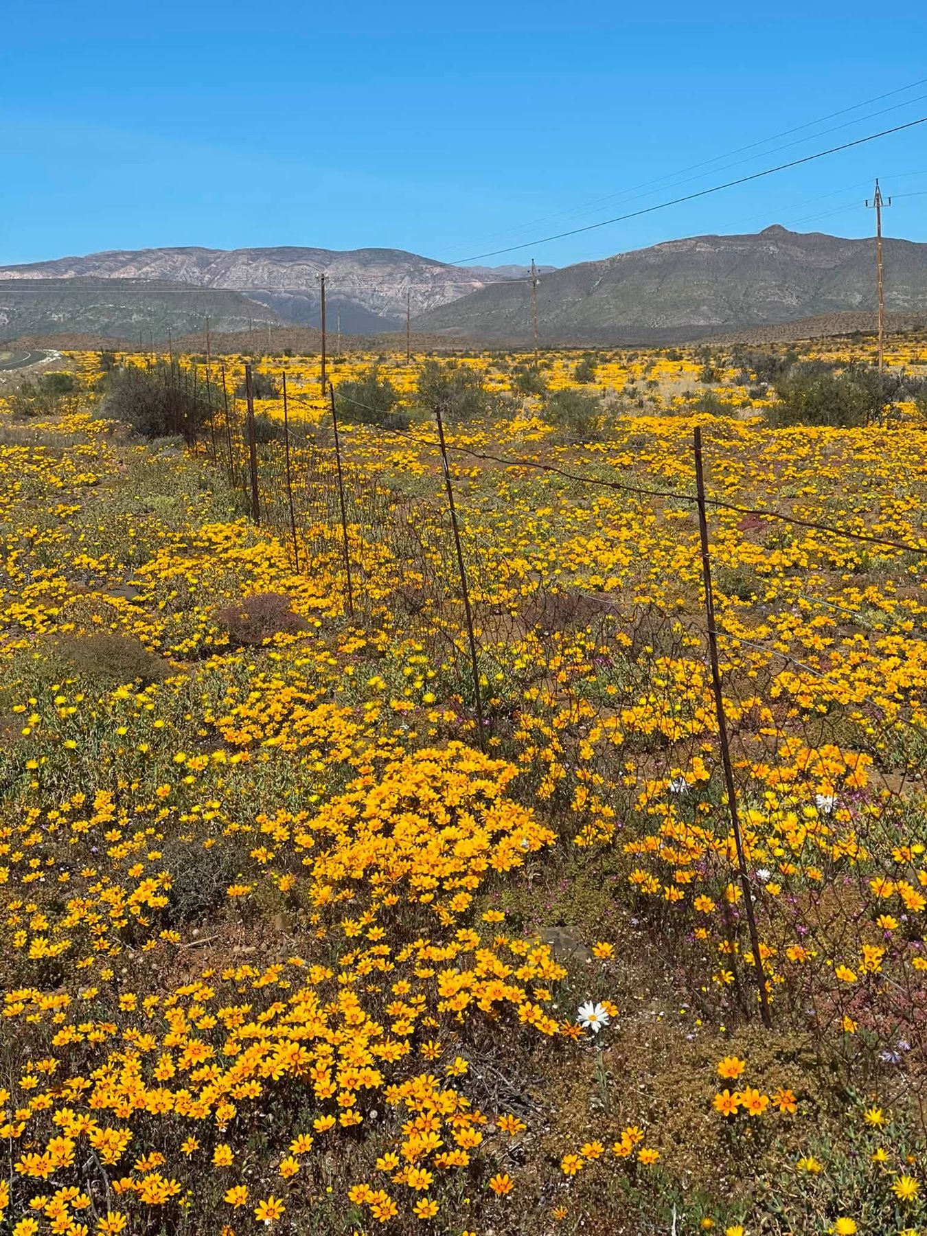 Spring flowers in the Karoo