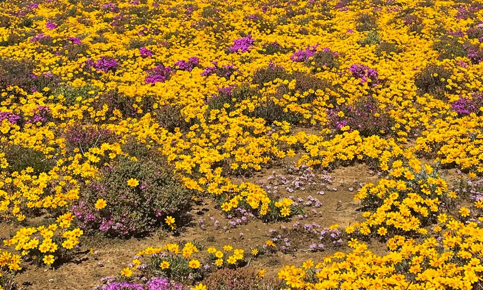 Field of yellow flowers