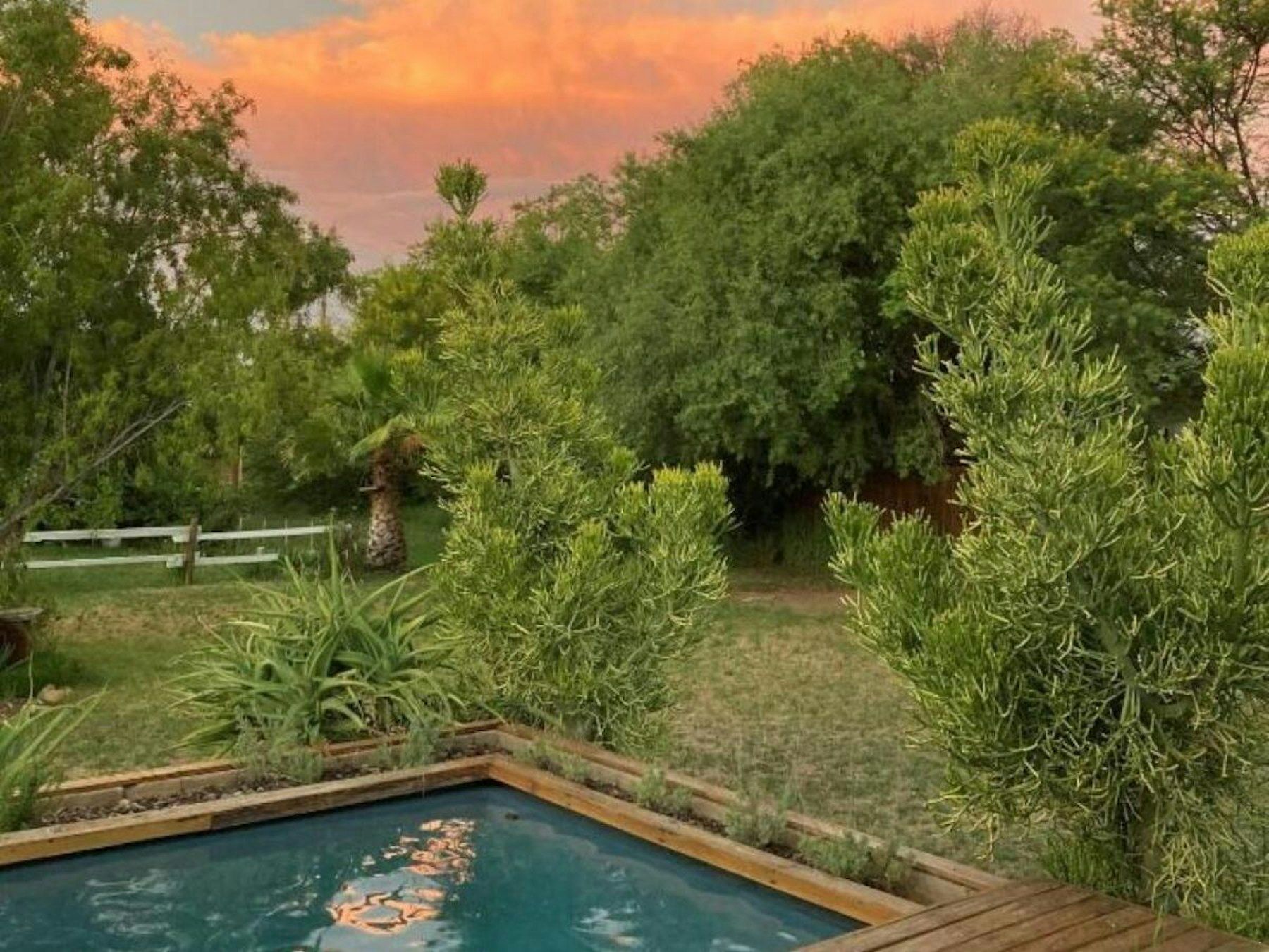 Pool surrounded by greenery