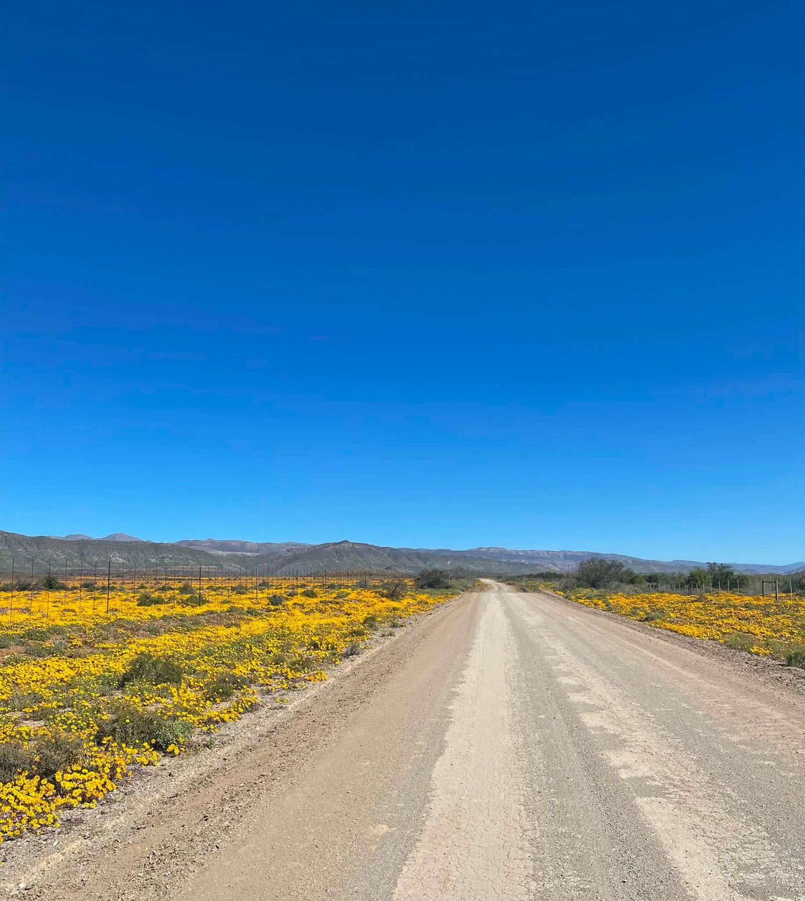 Gravel road through the flowers
